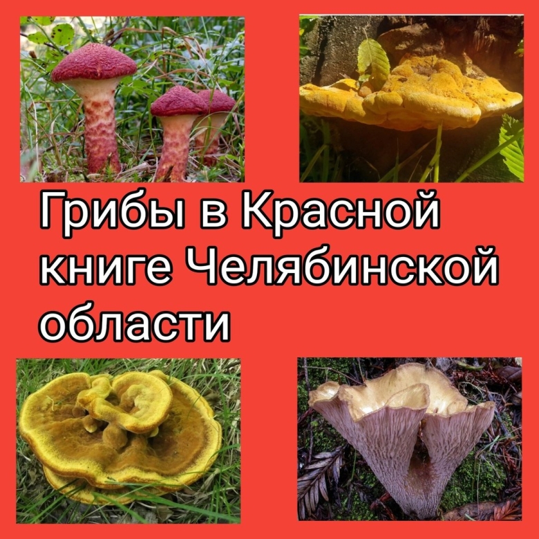 Красная книга тверской области грибы