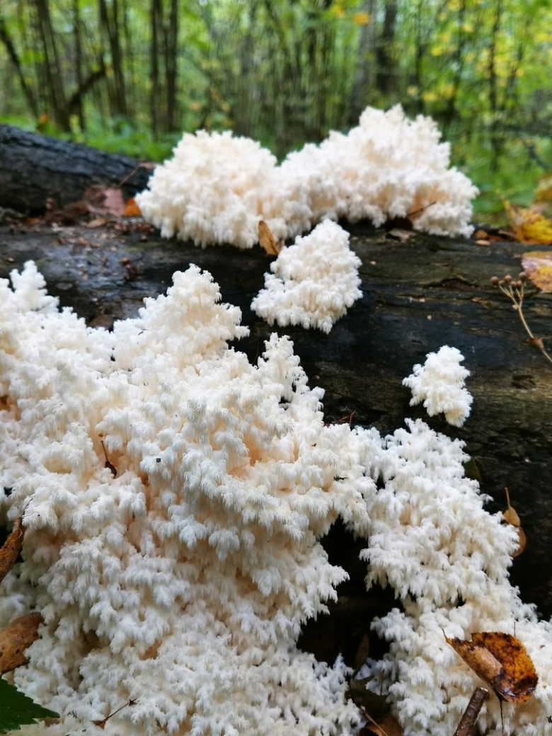 Ежовик коралловидный Самарская область