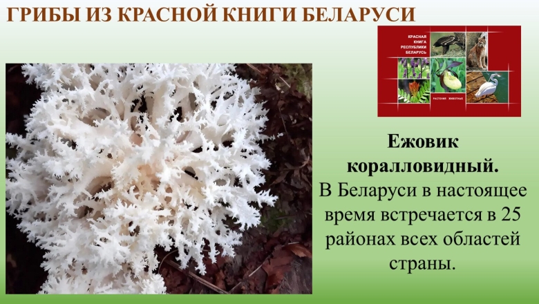 Растения красной книги Кировской области