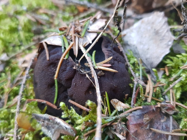 Краснокнижные грибы Ленинградской области