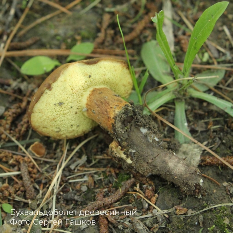 Грибы занесенные в красную книгу РТ