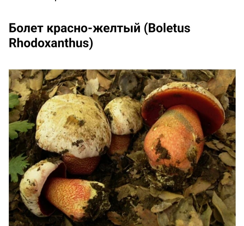 Сатанинский гриб и поддубник