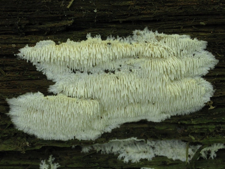 Гриб из красной книги Ленинградской области