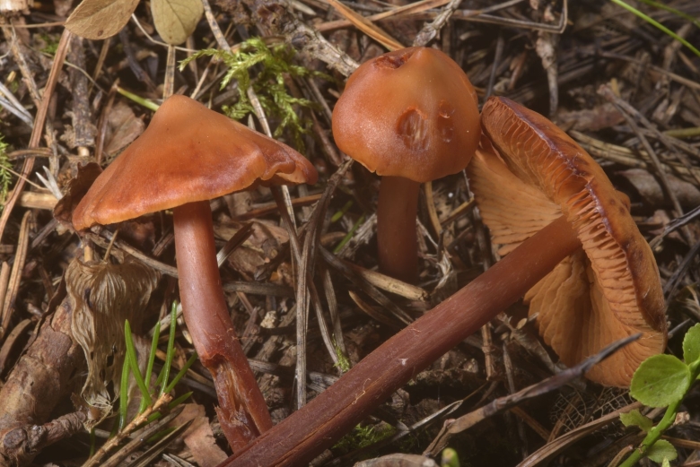 Феоколлибия Дженни