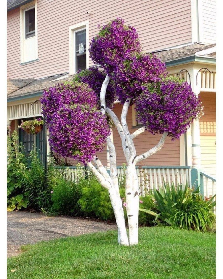 Штамбовая сирень Палибин