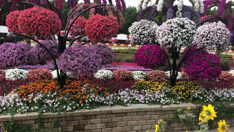 Петуниевое дерево Марина Патрина