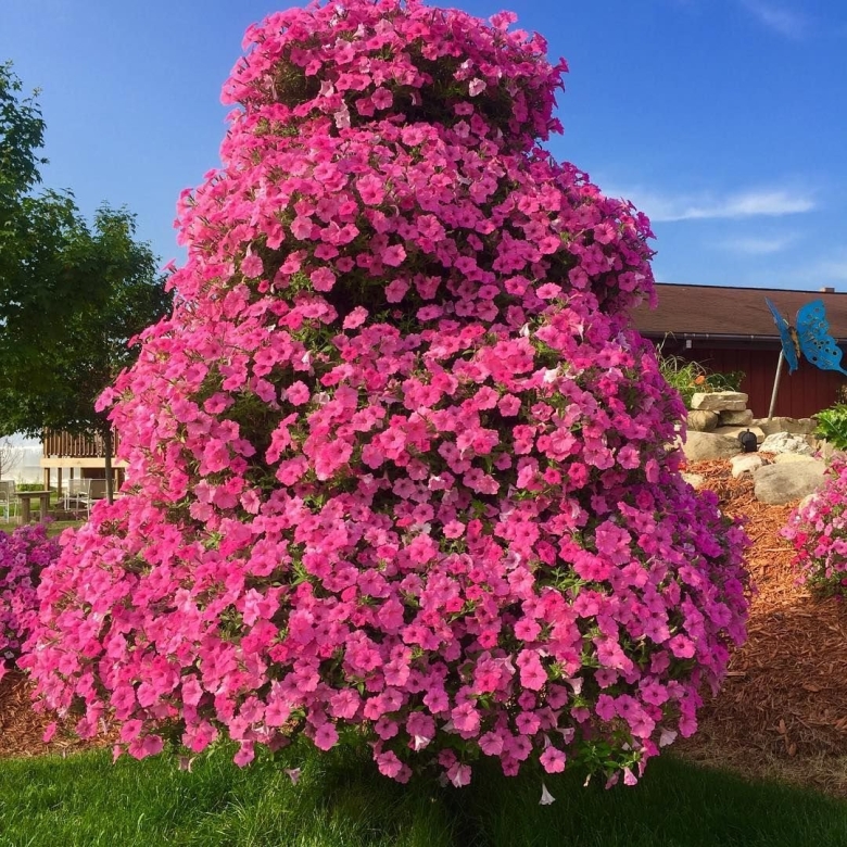 Штамбовая петуния