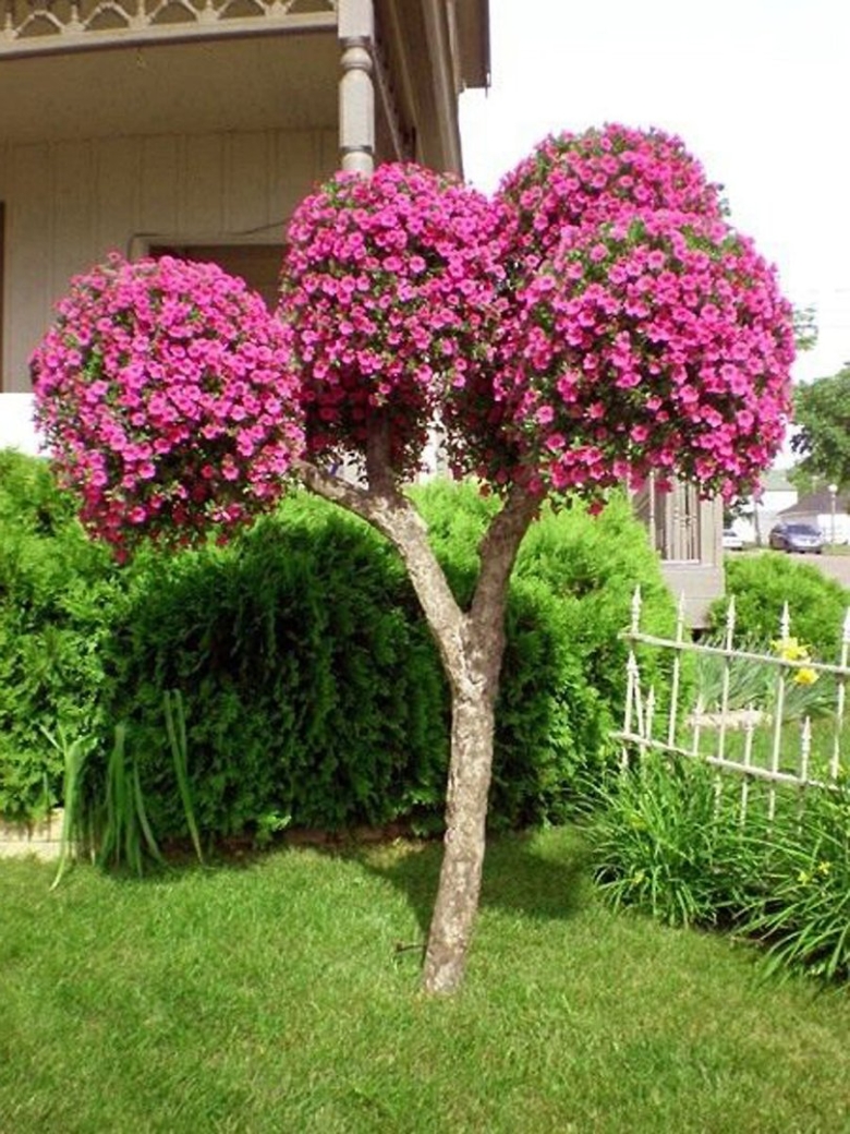 Петунья древовидная