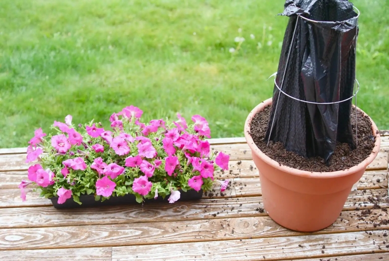 Дерево для петунии