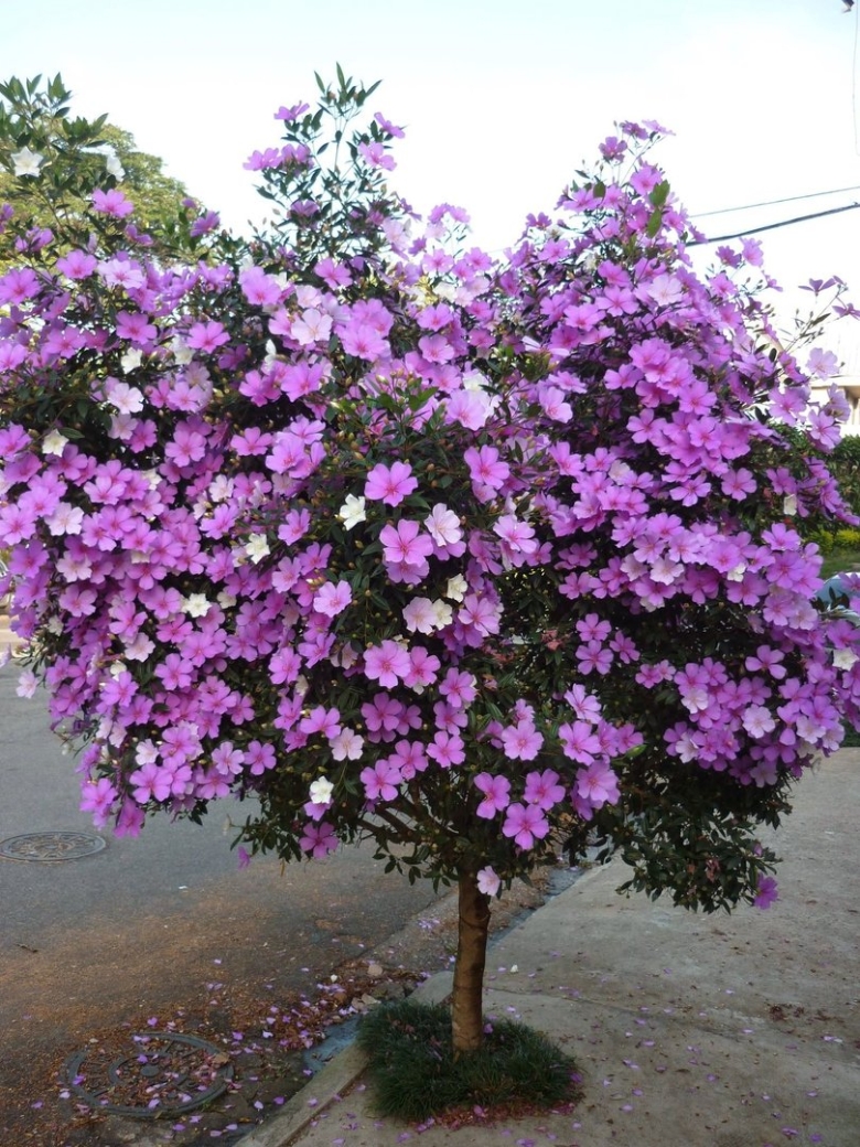 Тибучина фиалковое дерево