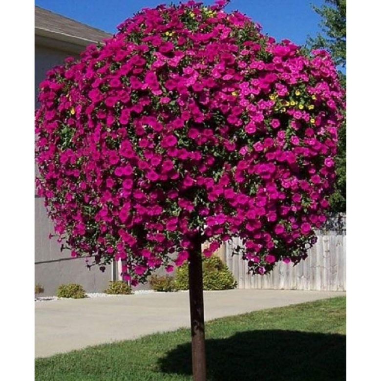 Петуния Blanket Zinfandel