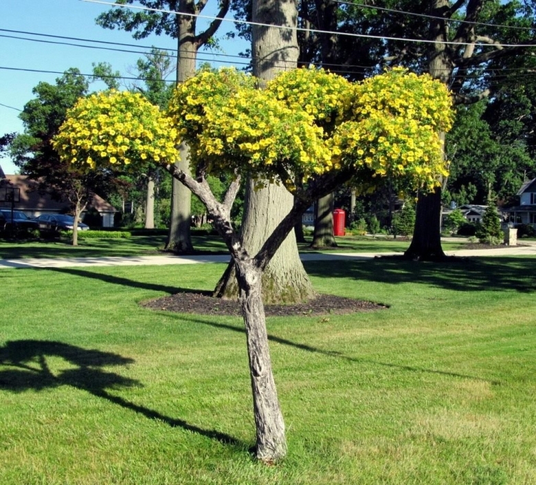 Дерево для петунии
