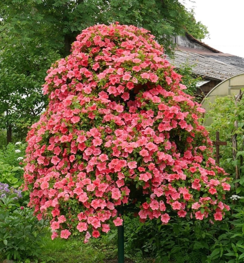 Дерево петунии Патрина