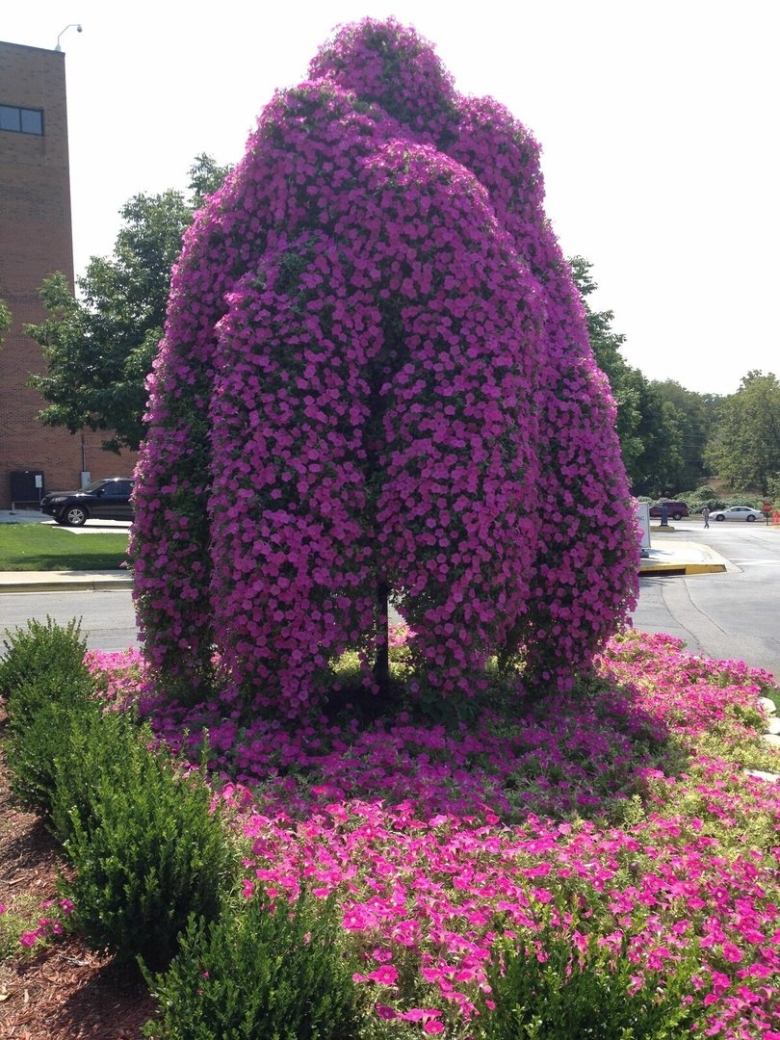 Штамбовая петуния