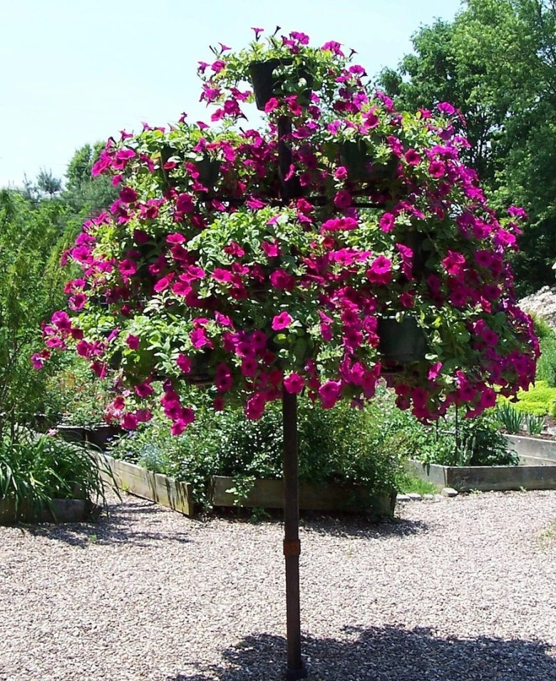 Штамбовая петуния