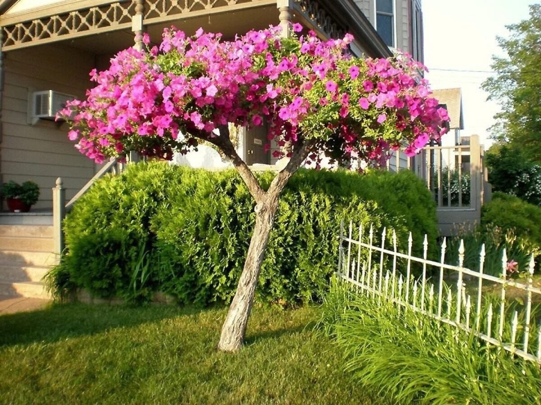 Петуния на штамбе