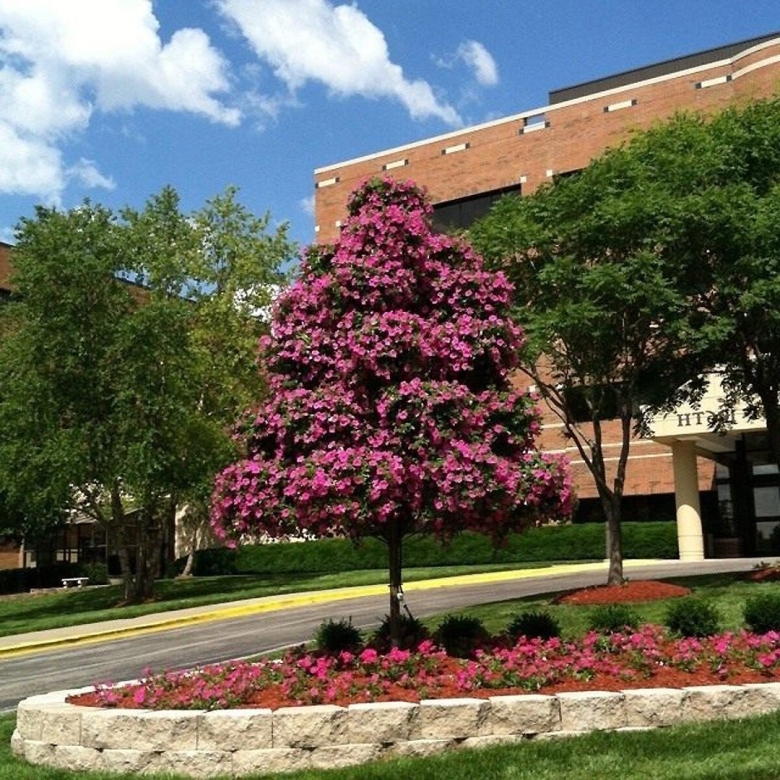 Дерево для петунии