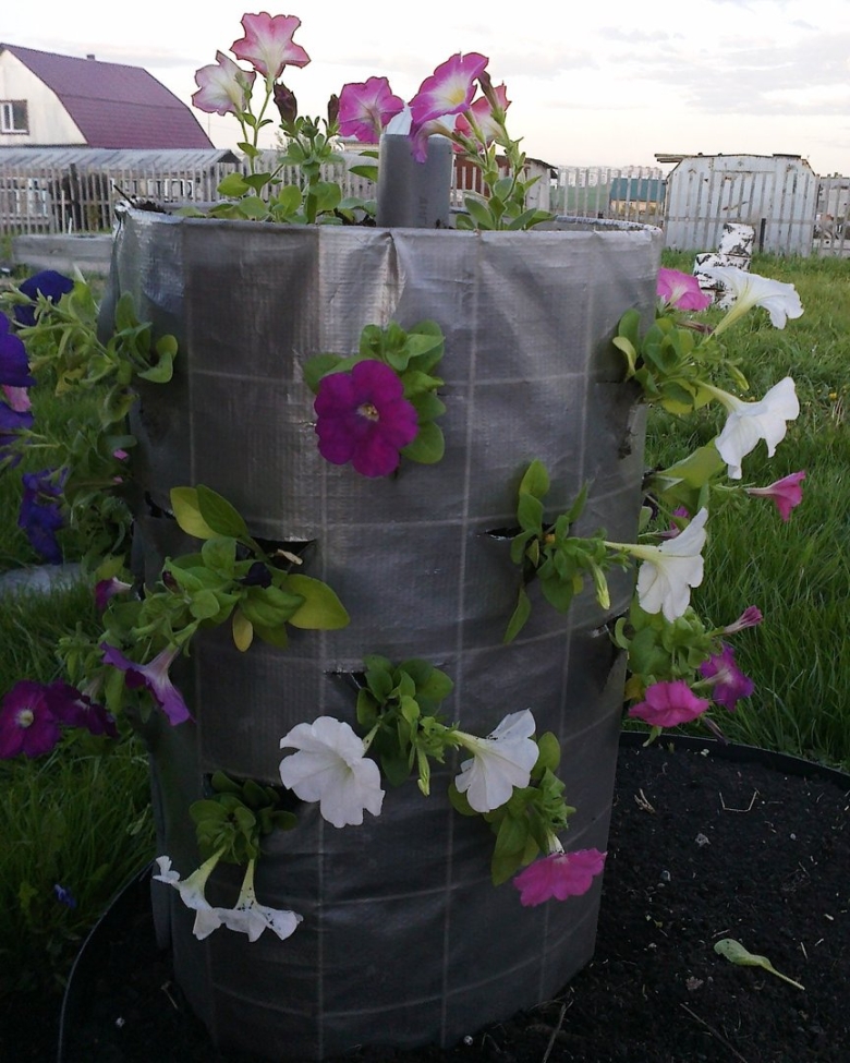 Петуния каскадная Королевская клумба