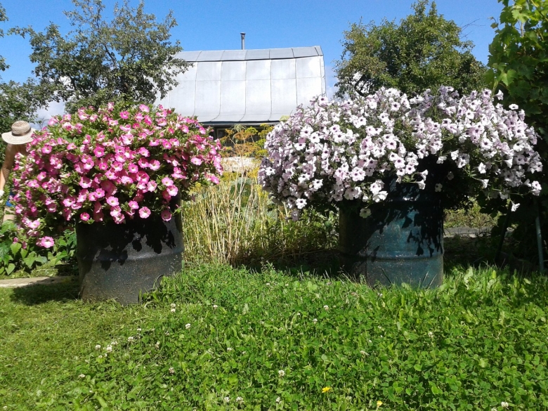 Петуния Тайдал Сильвер