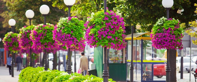 Петуния ампельная вертикальное Озеленение