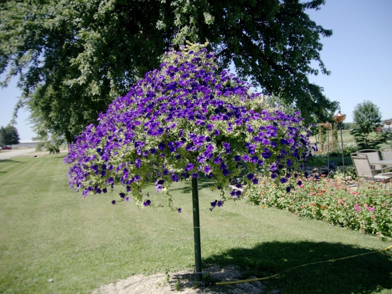 Штамбовая петуния