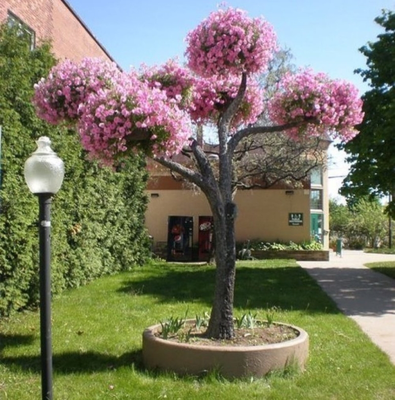 Яблоня Прайри Файер