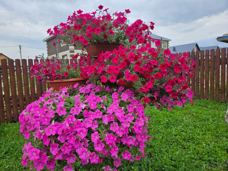 Ампельная петуния