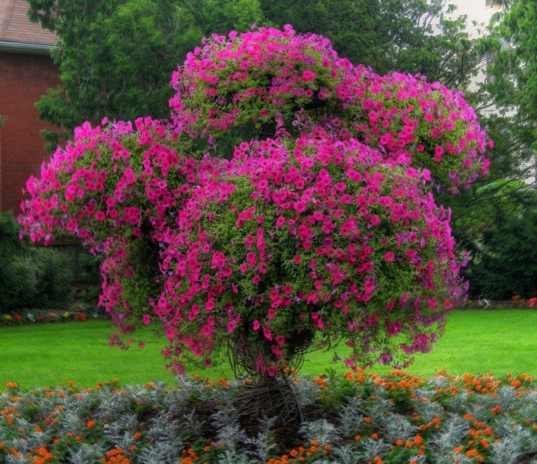 Штамбовая петуния