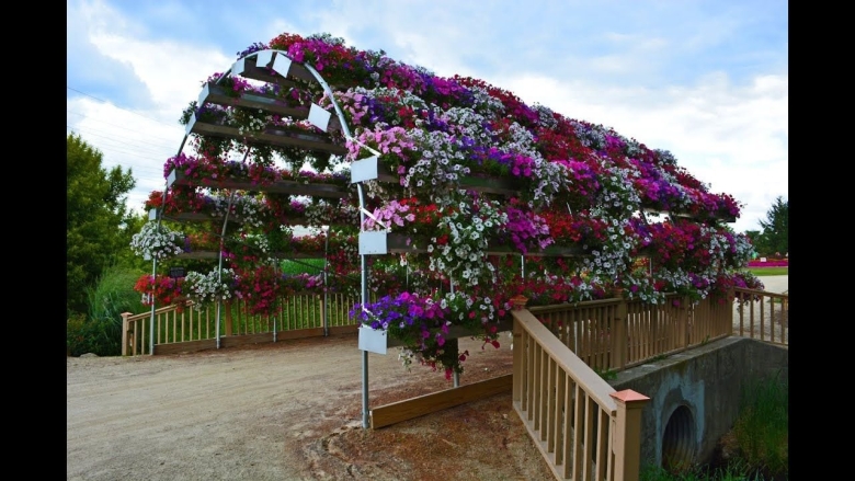 Петуния ампельная вертикальное Озеленение