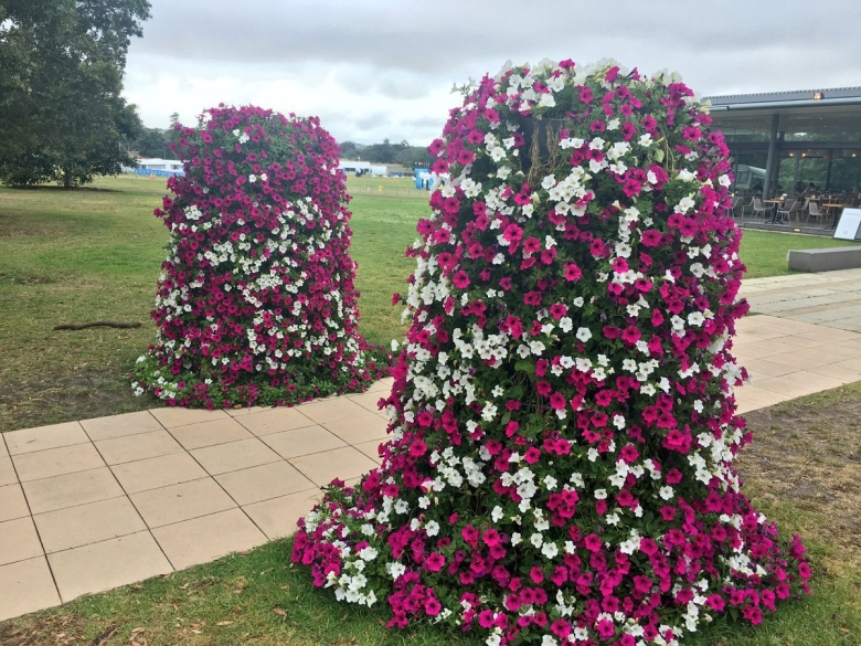 Петуния каскадная Королевская клумба