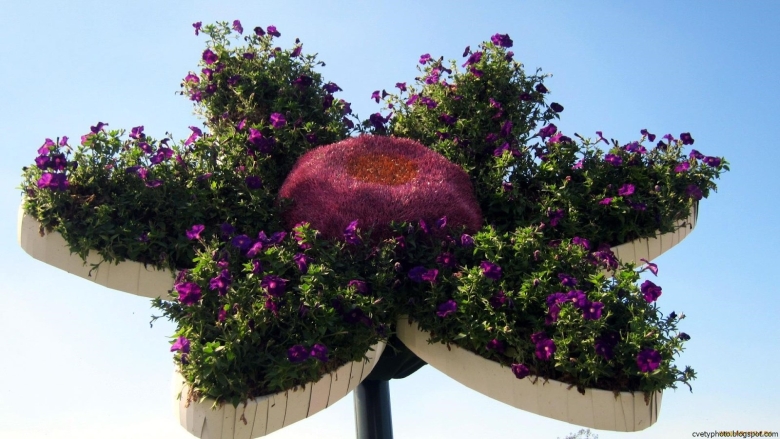 Штамбовая петуния