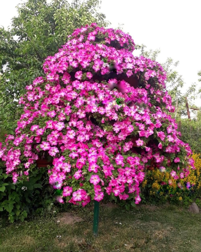 Петунии зацветет Марина Патрина