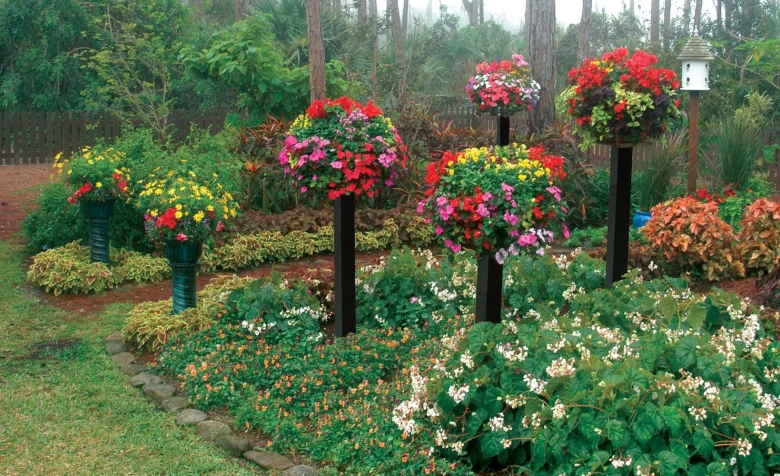 Штамбовая петуния