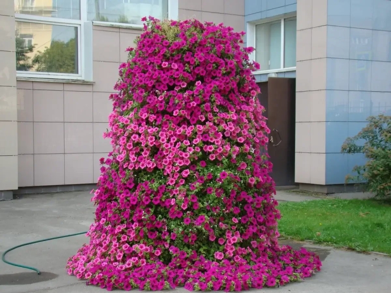 Петуния Каскад бургунди