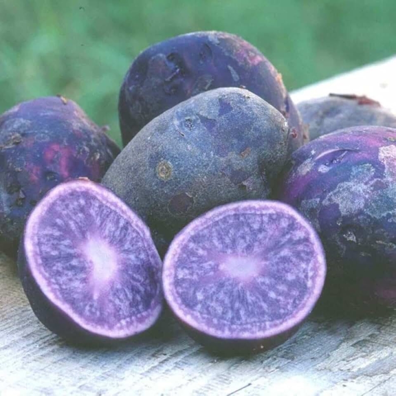 Сорт картофеля Северное сияние