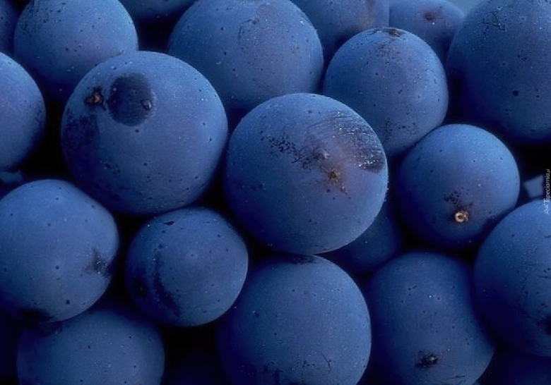 Фрукты синего цвета