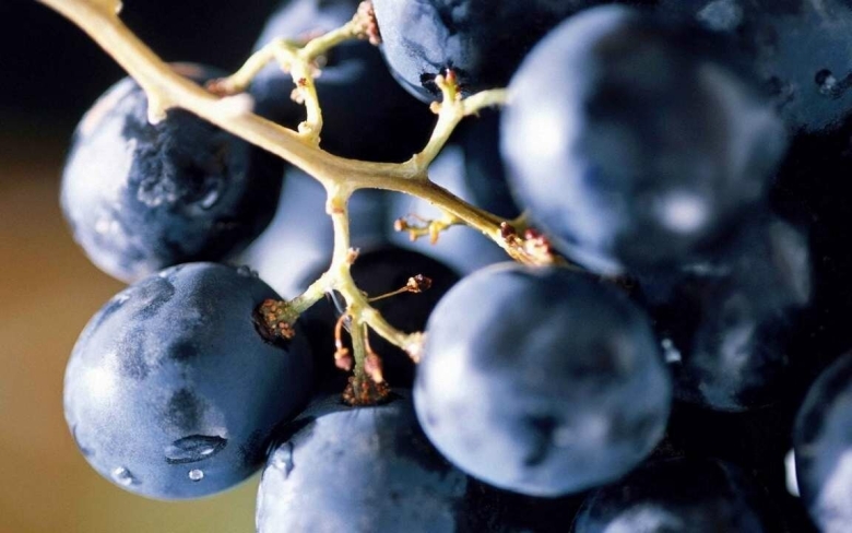 Виноград темный