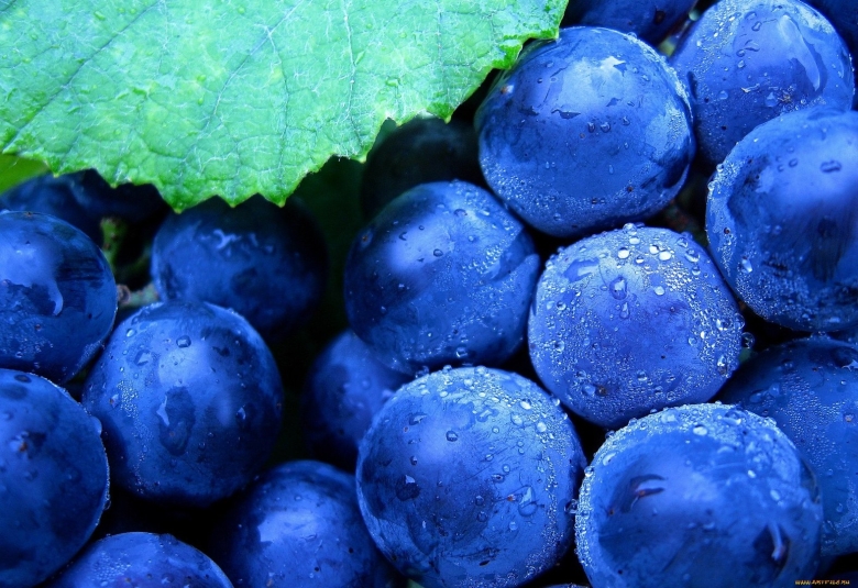 Синий виноград