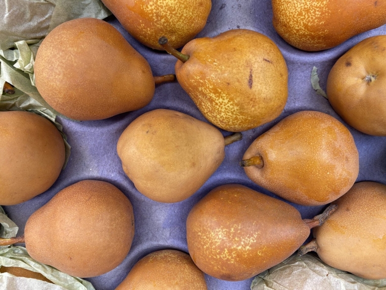 Сорт груши бере Боск