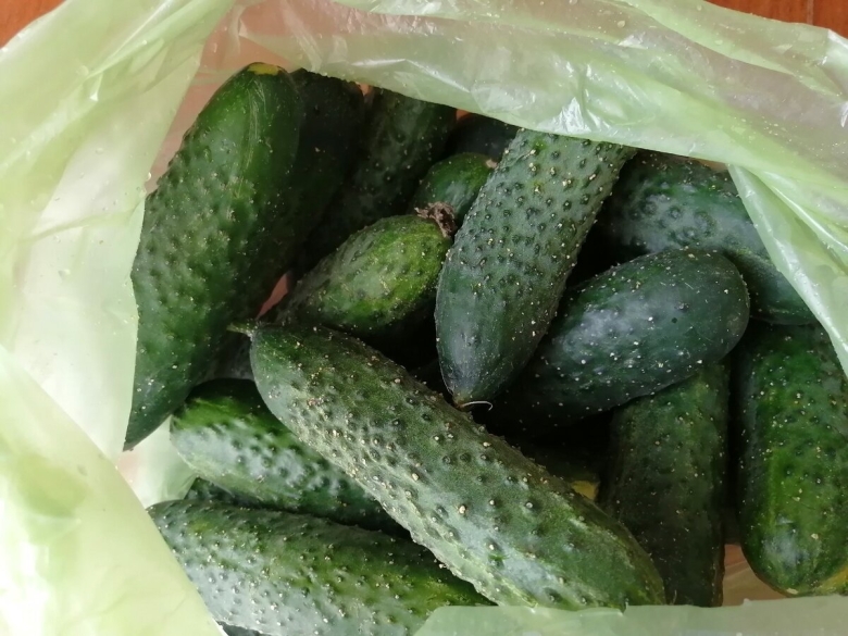 Огурцы сорт