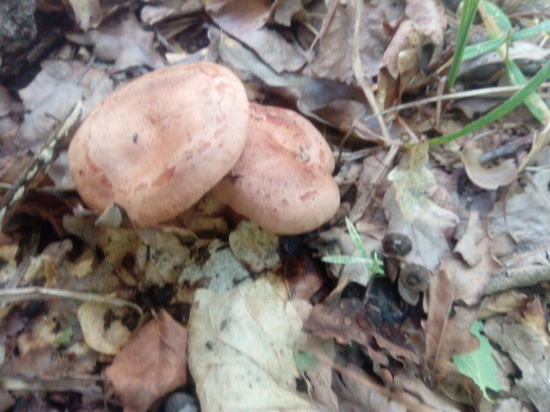 Грибы растущие под дубами