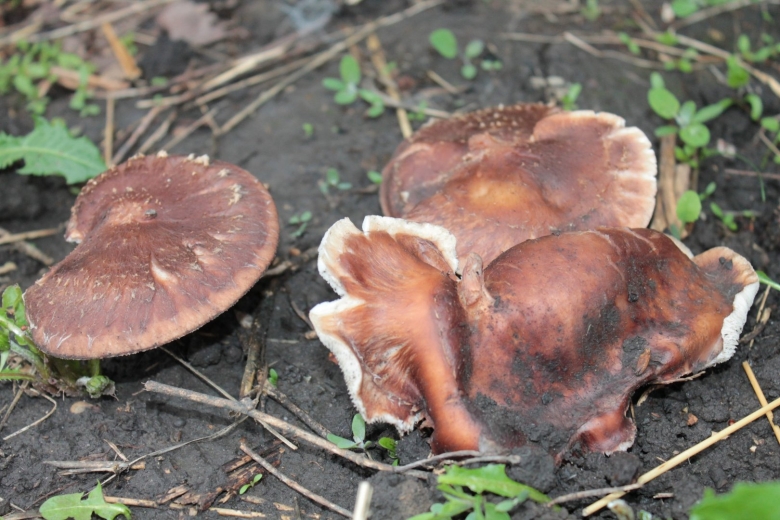 Грибы растущие под дубами