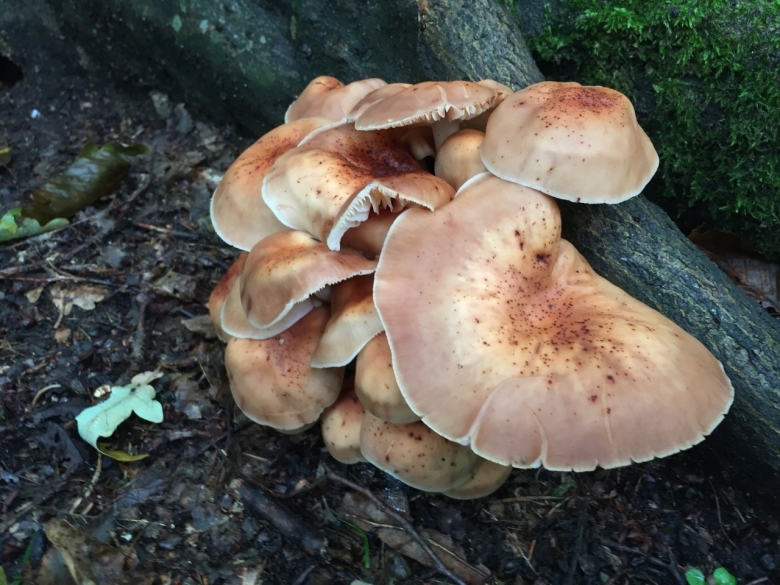 Коллибия веретеноногая Collybia fusipes