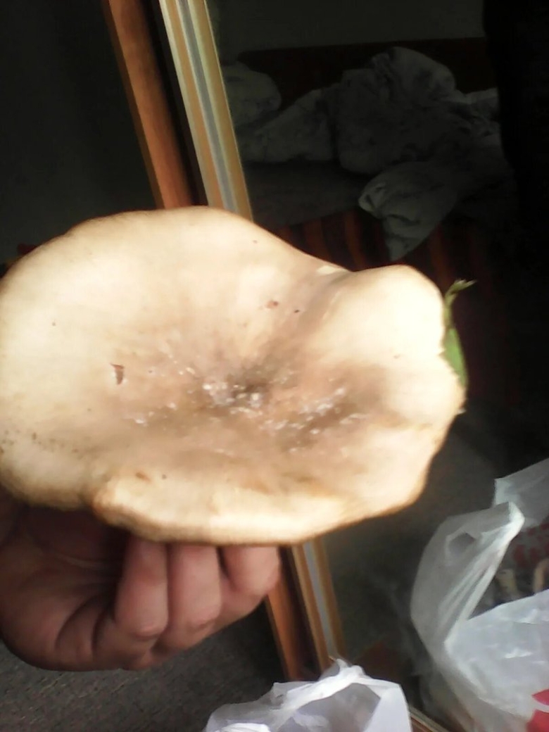 Грибы растущие под дубами