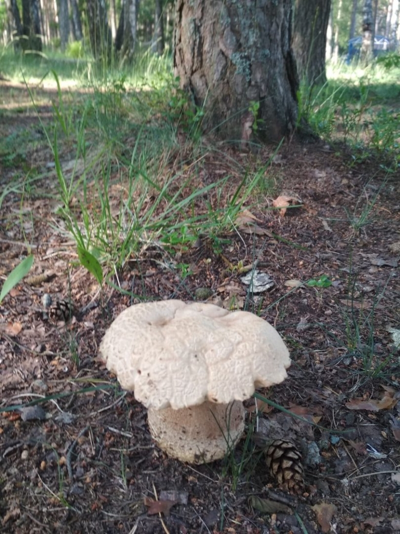 Белый гриб дубовый Боровик сетчатый
