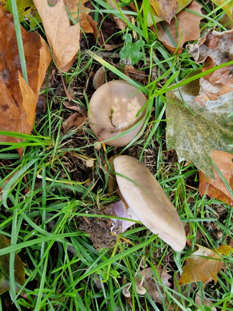 Гриб как пена в Германии