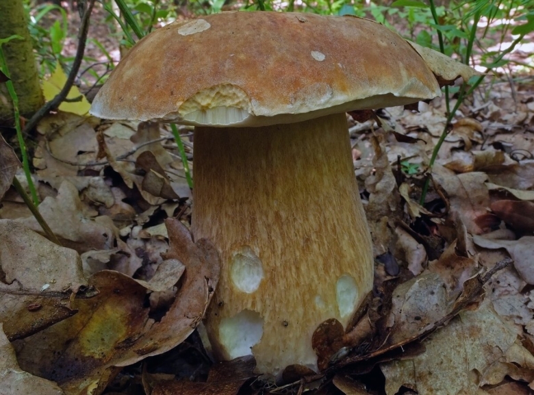 Белый гриб дубовый Боровик сетчатый