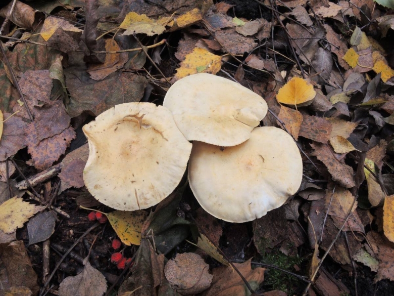 Грибы растущие под осинами