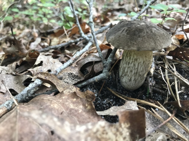 Съедобные грибы в Дубовом лесу