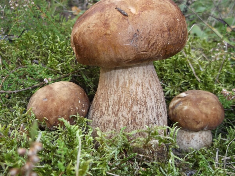 Боровик дубовый гриб